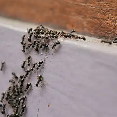 Ant Control
