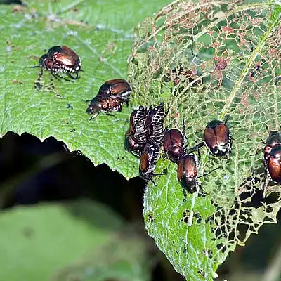 Insect Control