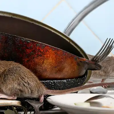 Rodent Control
