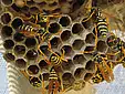 Wasp Nest Control