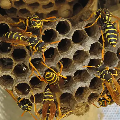 Wasp Nest Control