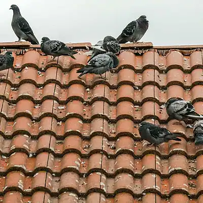Bird Control
